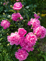 pink flowers in the garden