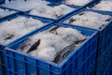 Freshly caught fish sorted in a crate and frozen for transport and sale in Goa India