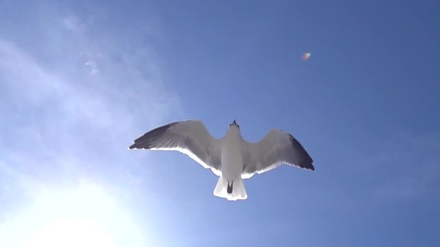 Slow motion seagull flying from below with blue sky background.