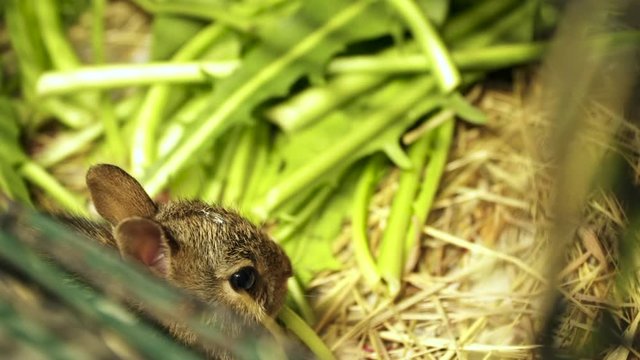 Dolly shot of Tiny Bunny Rabbit in Cage with Door Open