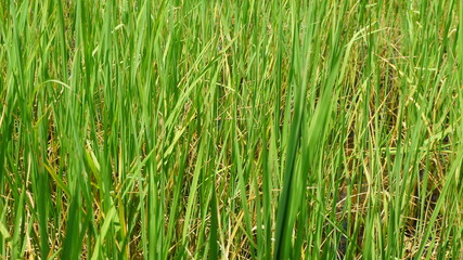 Rice Paddy