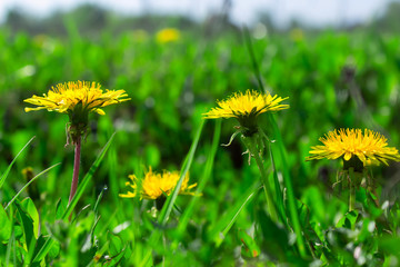 Spring dandelion field in sunny day. Spring and summer background.
