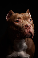 Dog breed American pit bull terrier. Dark background.