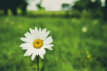 on a blurred background, a white Daisy flower