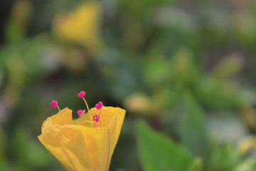 flower in the garden