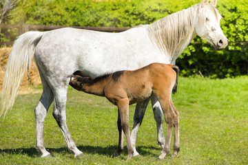 Naklejka na ściany i meble young foal grazing with his mother