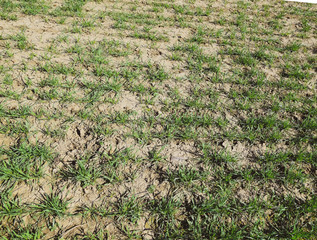 The field of winter wheat, making root dressing seedlings