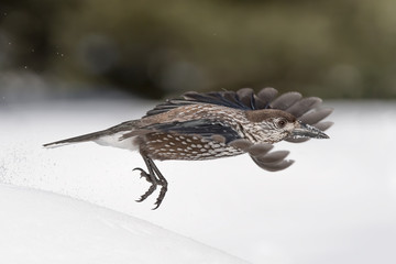 The nutcracker in flight (Nucifraga caryocatactes)