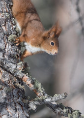Naklejka na ściany i meble Red squirrel on a tree (Sciurus vulgaris)