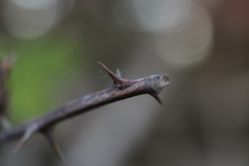 épine