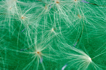thistle seed on soft focus on green background