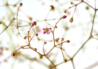 Gypsophila branch with flowers on a white background close-up