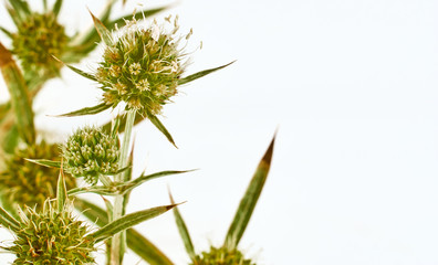 close-up view of the fField Eryngo (Eryngium campestre), a spiny plant used in medicine