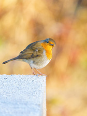 European Robin (Erithacus rubecula) perched on a frosty concrete block, looking quizical, taken in the UK