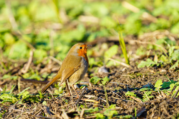 European Robin (Erithacus rubecula) searching the ground for food, taken in the UK