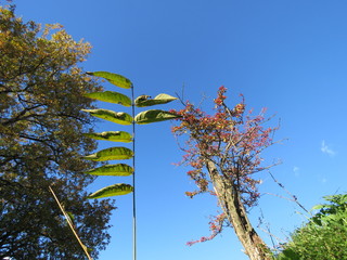 Dettaglio naturale