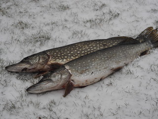 River fish pike in the hands of a fisherman, caught in winter fishing.
