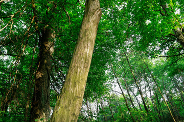 Fototapeta premium Old trees in the summer forest.