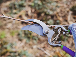 Trimming tree with a cutter. Spring pruning of fruit trees.