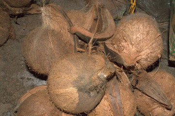coconut on beach