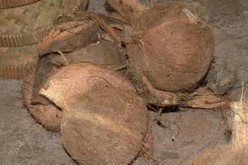 coconut of tree