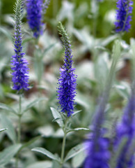 Veronica spicata flowers close-up on a row