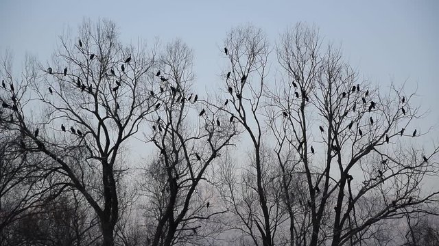 Skodra lake, Albania. Silhouette of many birds on the trees