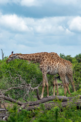 Giraffe