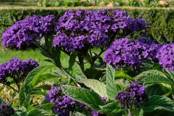 Obraz premium Violet flowers of Heliotropium arborescens, ornamental plants often grown in gardens