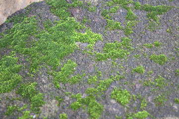 moss on the wall
