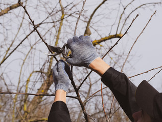 Trimming tree with a cutter. Spring pruning of fruit trees.