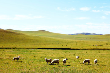 Obraz premium Sheep flock is on the grassland