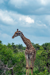 Giraffe