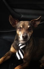 portrait of a dog with tie