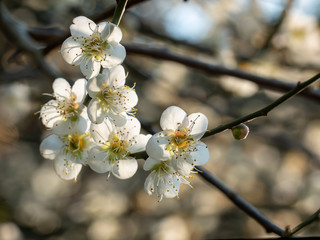 Close up of Write Plum flower blooming in spring