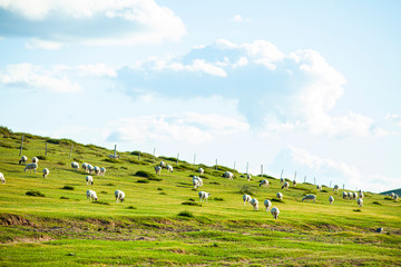 Fototapeta na wymiar Sheep flock is on the grassland