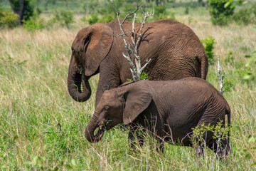 Fototapeta na wymiar African Elephant with Baby
