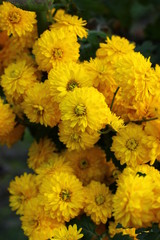 yellow flowers