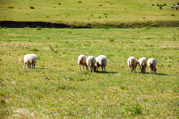  Sheep flock  is on the grassland