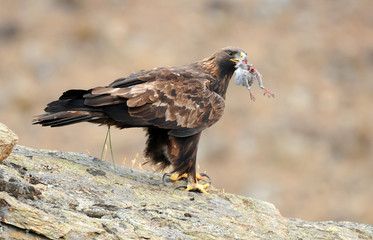 Aguila real con una presa en el pico