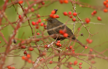 Mirlo entre la vegetación