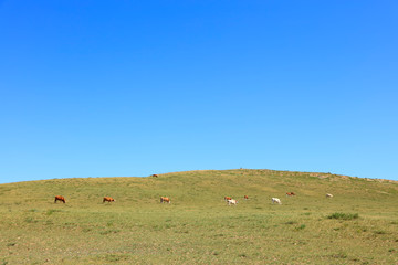 A herd of cattle are eating grass on the grassland