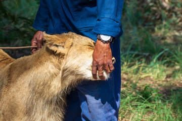Close-up of a 8 month old male junior lion (Panthera leo) snuggling to the legs of a ranger and interacting with him, Cullinan, South Africa