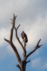 Sęp Kruger National Park