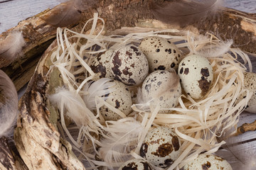Obraz premium Top view of quail eggs in the nest. Near feathers and trees. Diet product and organic food. Homemade quail eggs close up view. The concept of proper nutrition