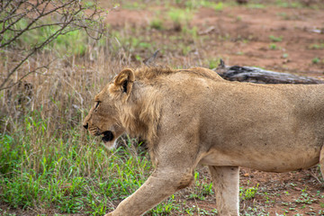 African Lion