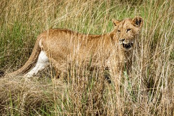 Portrait of a 8 month old male lion (Panthera leo) with growing mane standing in the high grass near Cullinan, South Africa