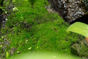 Moss on the rough stone