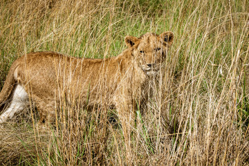 Portrait of a 8 month old male lion (Panthera leo) with growing mane standing in the high grass near Cullinan, South Africa