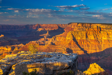 Trees on the edge of the Grand Canyon, Arizona, USA.